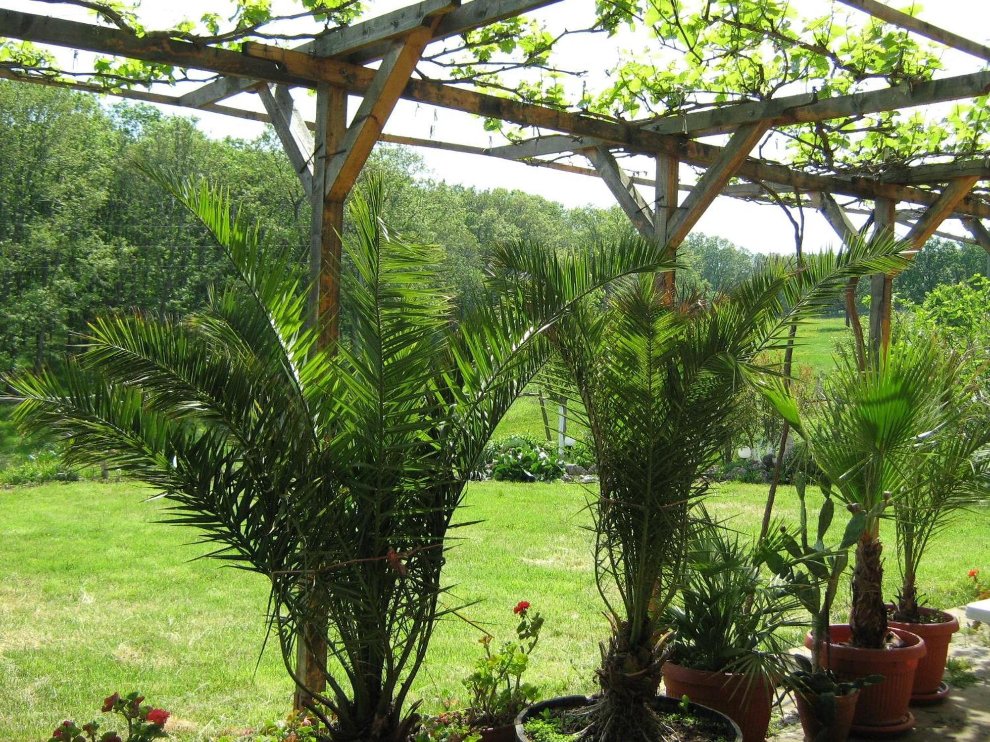 Villa Victoria Sinemoretz Exterior foto